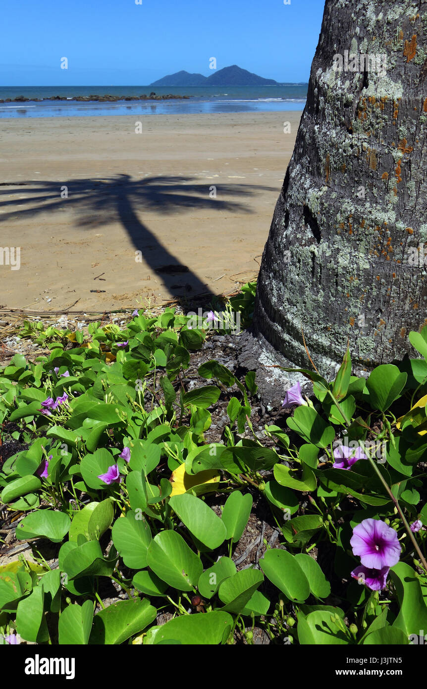 Mission Beach con Isla Dunk en segundo plano, Queensland, Australia Foto de stock