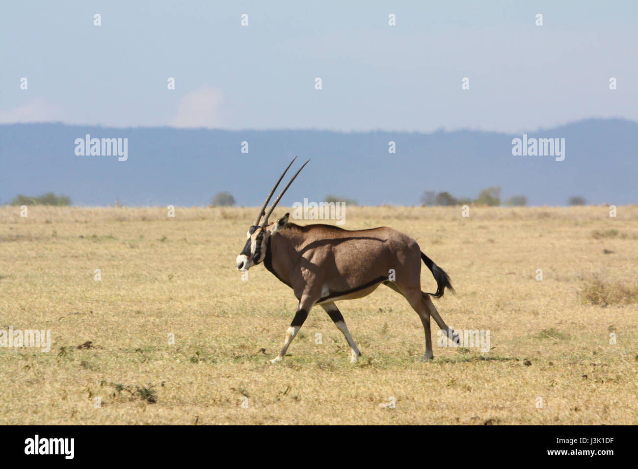 Un oryx (Oryx Beisa) ejecuta a través de una llanura de sabana seca. Ol Pejeta Conservancy, Kenya. Foto de stock