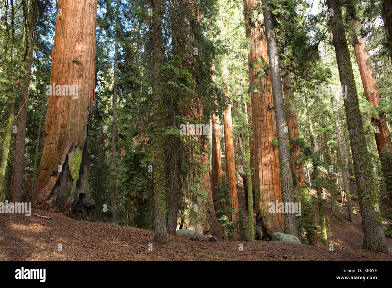 Los árboles Sequoia inn el Sequoia National Park, California. Foto de stock