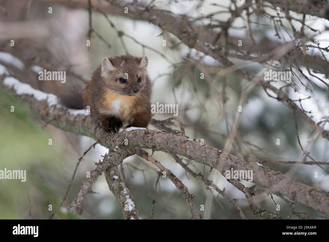 Marten pino / Baummarder / Fichtenmarder ( Martes americana ), sentado en un árbol, viendo, bonita piel de invierno, el Parque Nacional Yellowstone, ESTADOS UNIDOS. Foto de stock