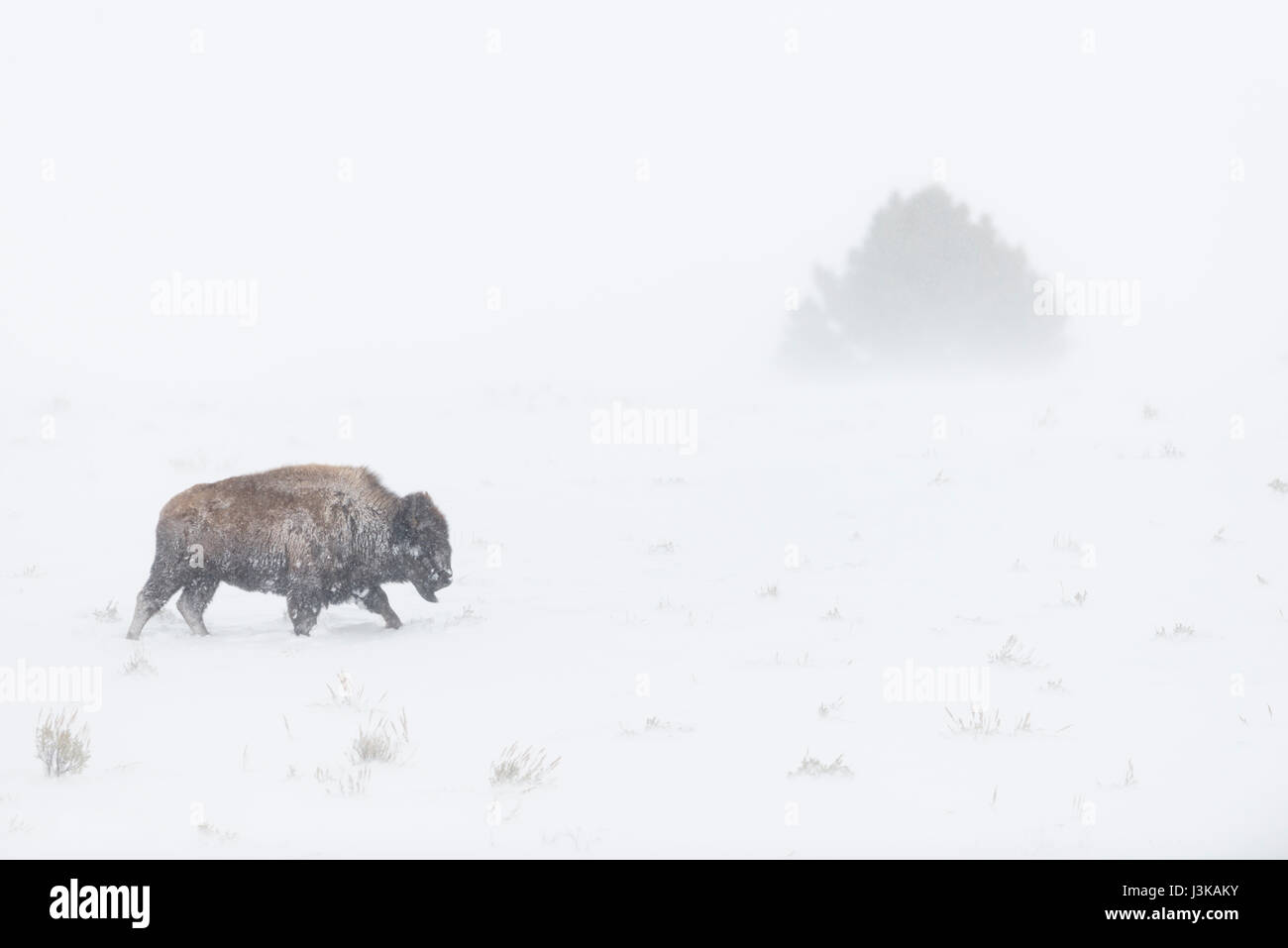 Bisonte americano (Bison bison ) en duras condiciones invernales, Blizzard, caminando a través de soplado de nieve, Parque Nacional Yellowstone, Wyoming. Foto de stock