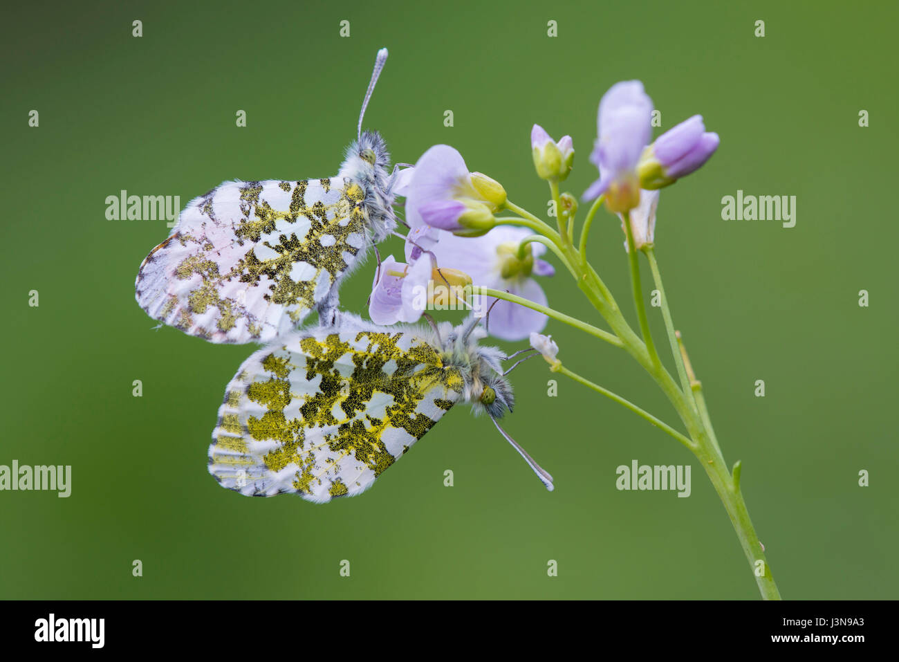 Aurorafalter auf Wiesenschaumkraut, Oldenburger Muensterland, Niedersachsen, Deutschland, Anthocharis cardamines, Cardamine pratensis, Foto de stock