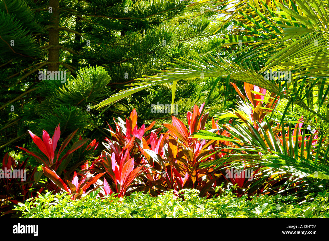 Hawaiian Ti nombre latino Cordyline Terminalis plantas rodeado por otras plantas verdes. Foto de stock