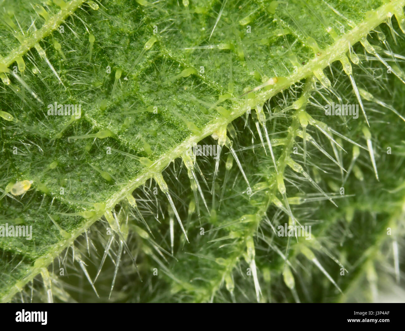 Macro de la punzante espinas / pelos en el envés de una hoja de ortiga Foto de stock