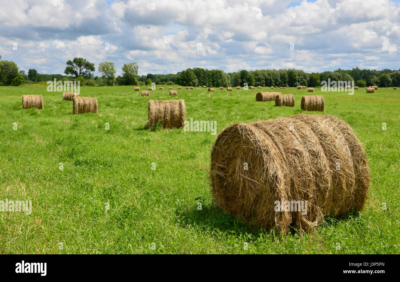 Muchos rollos de heno dorado fresco sentado en un campo de hierba verde bajo un cielo nublado. Foto de stock