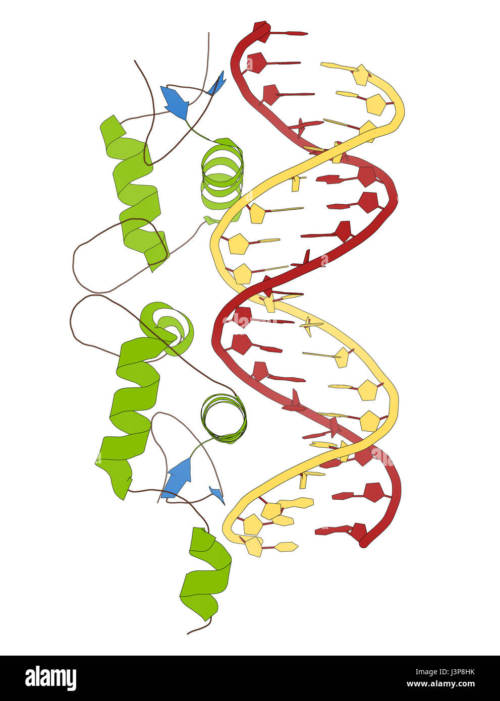 Receptor de glucocorticoides, dominio de unión al ADN enlazado a un de doble cadena. Modelo de dibujos animados, coloración la estructura secundaria: alfa-hélices verde, hoja beta Fotografía de stock