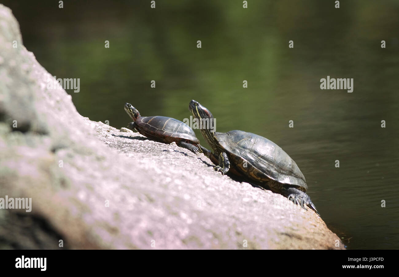 Un par de tortugas, tomando sol en el Parque Roger Williams en Providence, Rhode Island, EE.UU. Foto de stock