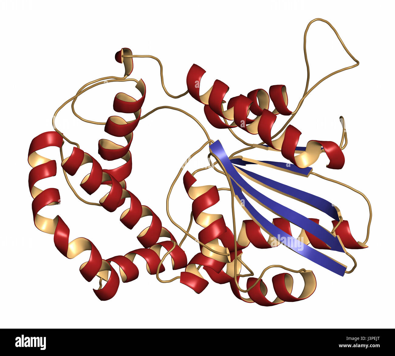 La fosfatasa ácida prostática (PAP) de la proteína. Biomarcador de
