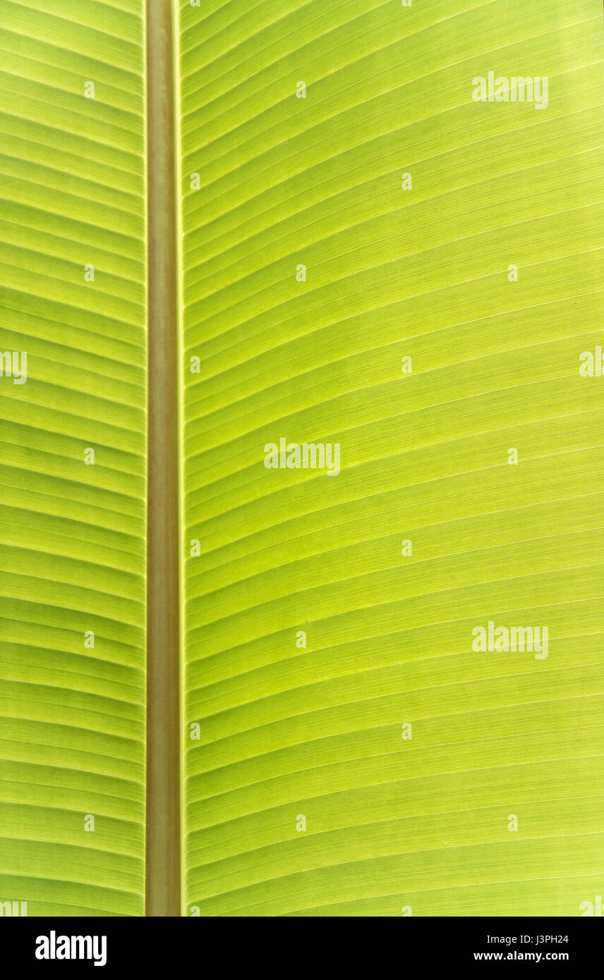 La textura de la hoja de banano tienen hermosas línea verde Fotografía