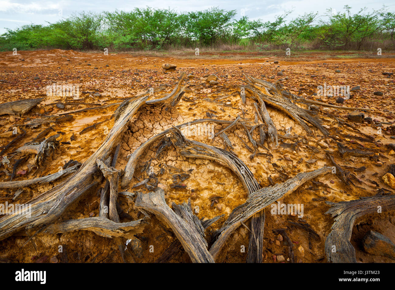 Paisaje de Panamá con madera seca en el parque nacional de Sarigua, provincia de Herrera, península de Azuero, República de Panamá. Foto de stock