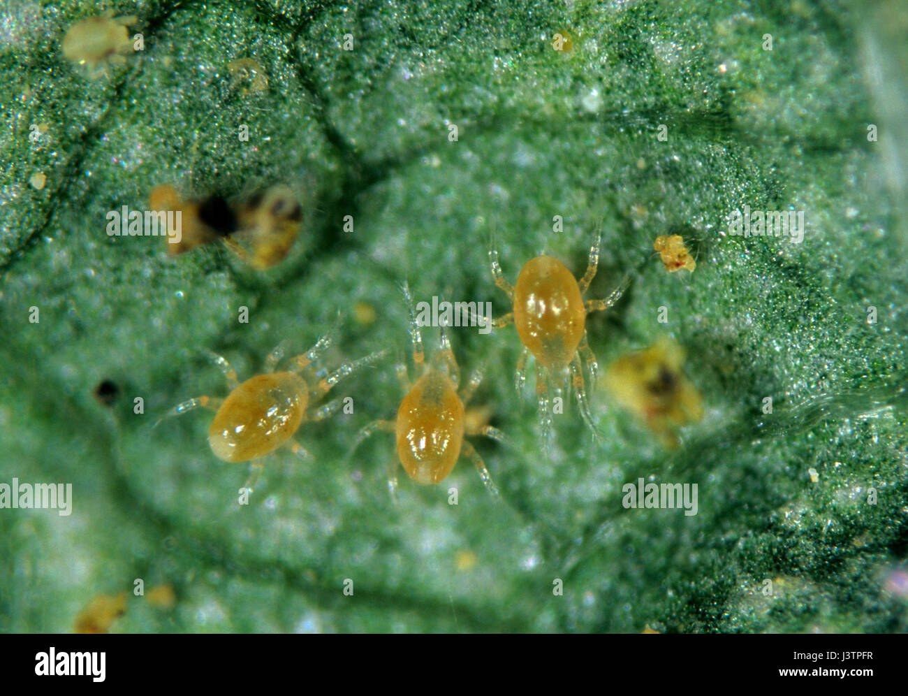Los ácaros depredadores (Phytoseiulus persimilis) sobre una hoja con ácaros presa Foto de stock