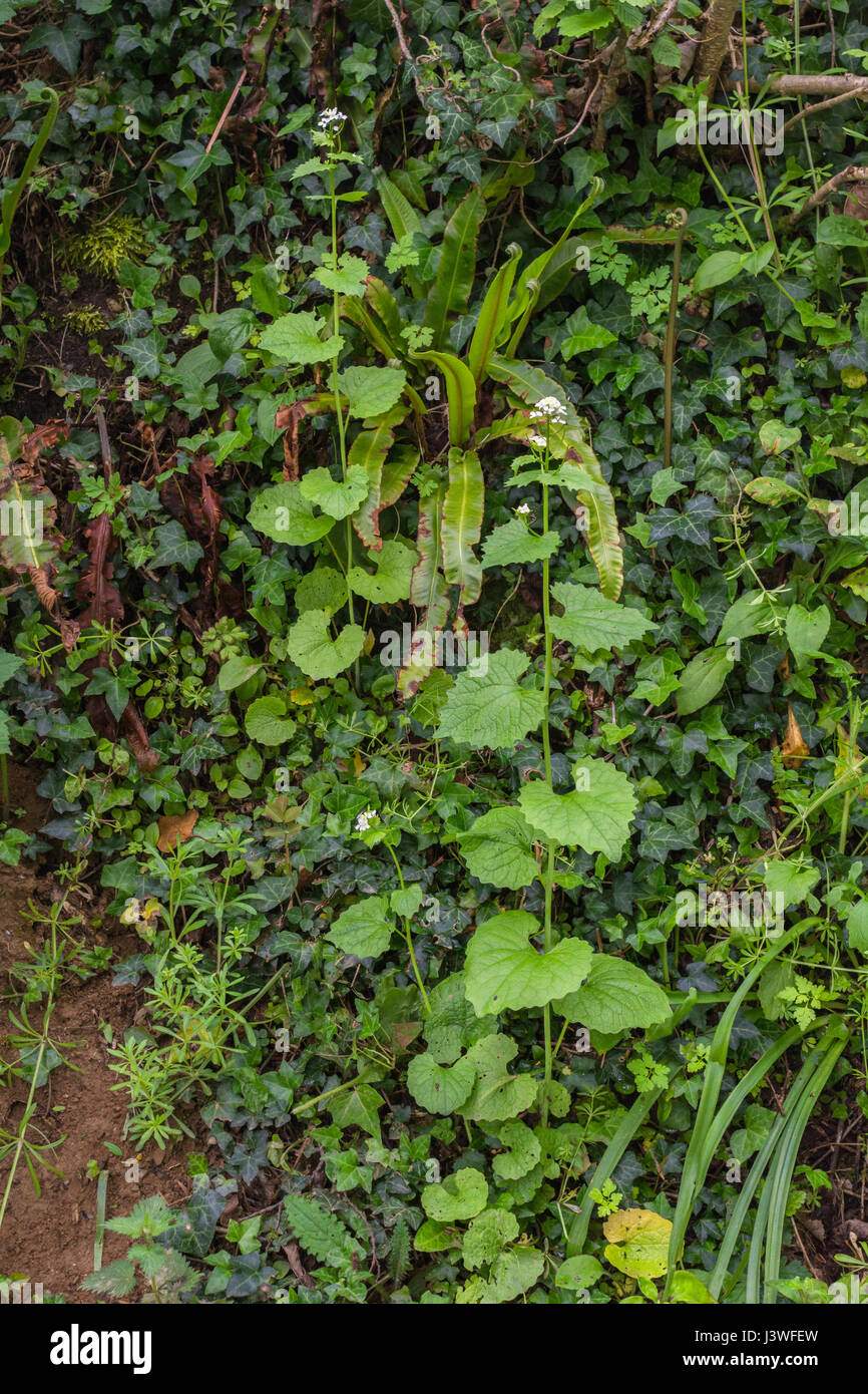 Hojas y flores de Jack por el Hedge / Ajo Mostaza - Alliaria petiolata - Seto alimentos silvestres con degustación de ajo levemente las hojas. Foto de stock