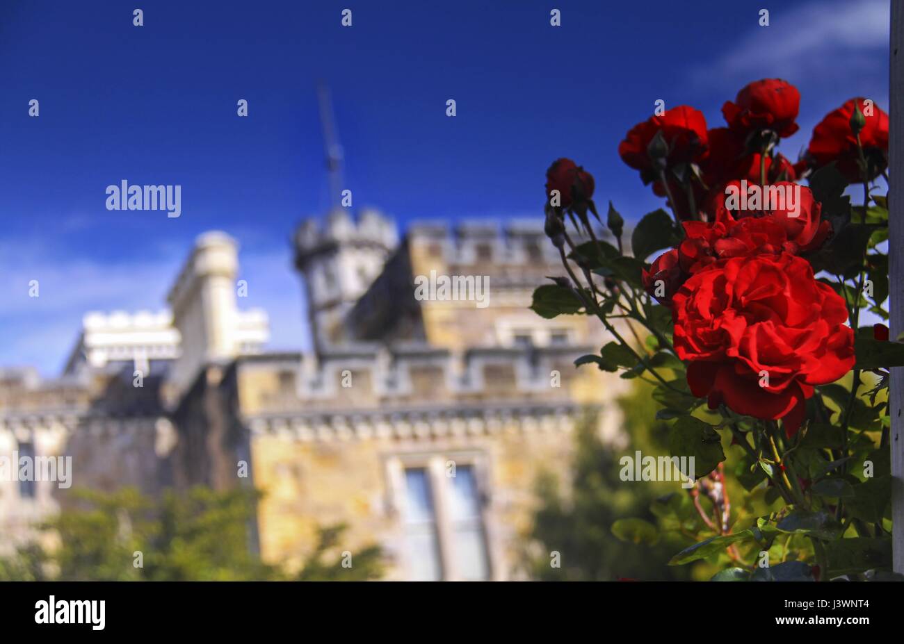 Rosas rojas en la parte delantera del Castillo Larnach en la península de Otago, cerca de Dunedin, Nueva Zelanda Foto de stock