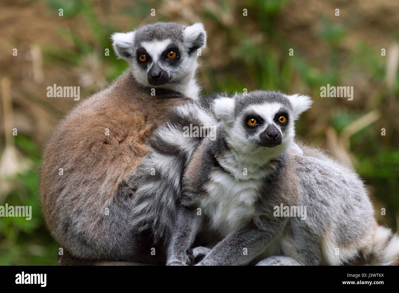 Lémur de Cola Anillada Wiki Reino Animalia Fandom