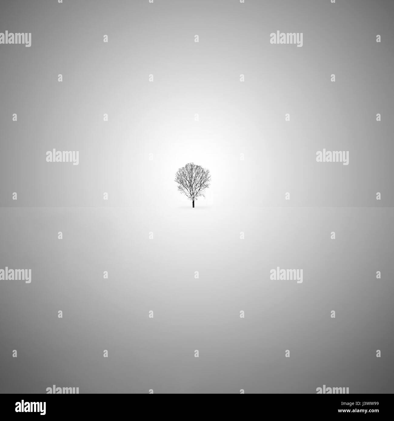 Arte minimalista foto en blanco y negro con un solitario árbol en la nieve. Foto de stock