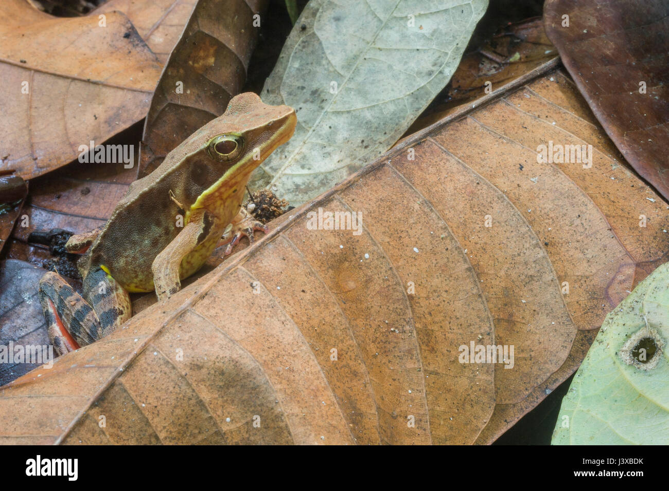 Muy brillante camuflado forest frog (Rana warszewitschii) entre la hojarasca en las tierras bajas de las selvas tropicales de Costa Rica. Esta es una excelencia Foto de stock