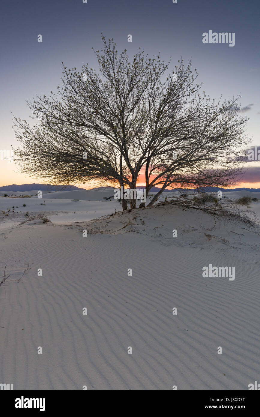 Árbol solitario entre dunas de arena al atardecer, Monumento Nacional White Sands, Nuevo México Foto de stock