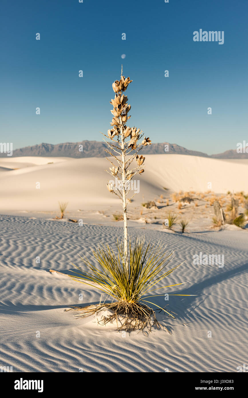 Soaptree Yuca (Yucca elata) Monumento Nacional White Sands, Nuevo México Foto de stock