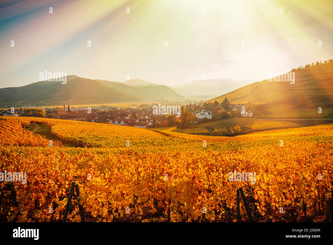 Paisaje de campo con rayos de sol más colores de otoño vides, Turckheim, Alsacia, Francia Foto de stock