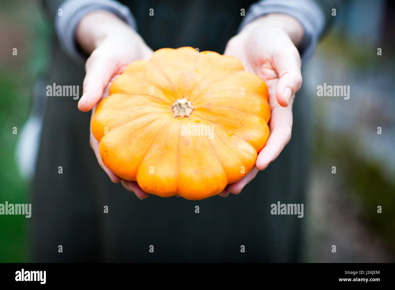 Manos de mujeres jardinero celebración naranja vegetal de squash Foto de stock