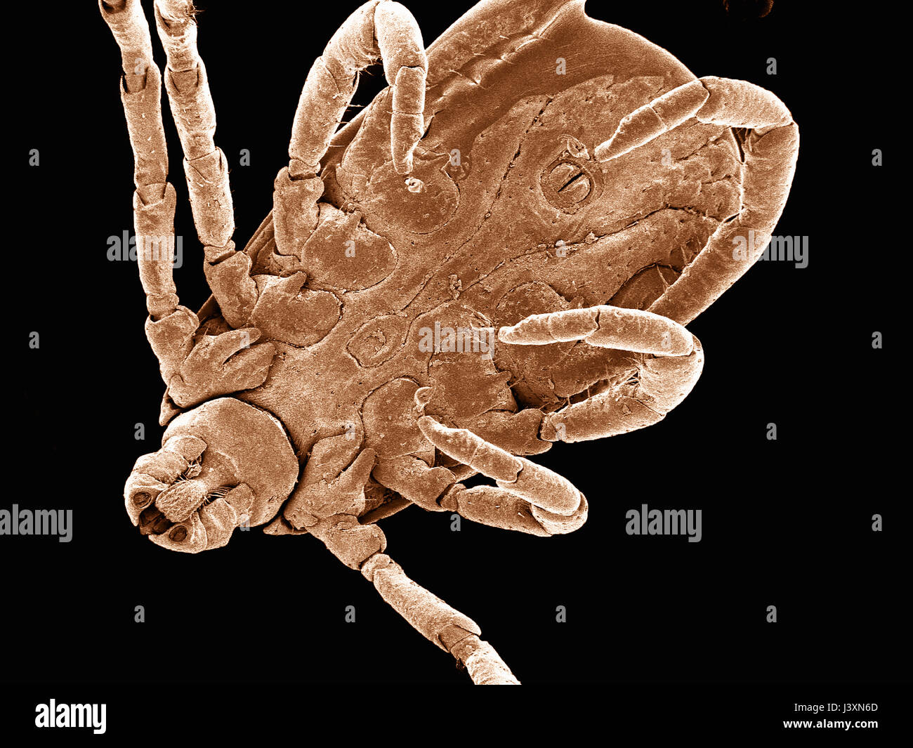 La superficie ventral de la garrapata del perro (Acari: Dermacentor sp.)  fotografiada en un microscopio electrónico de barrido Fotografía de stock -  Alamy