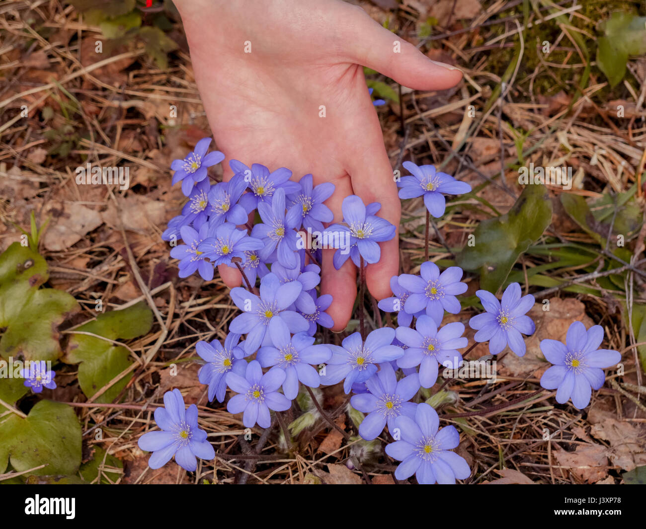 Una mano femenina afecta las flores azules que crecían en la primavera en el bosque Foto de stock