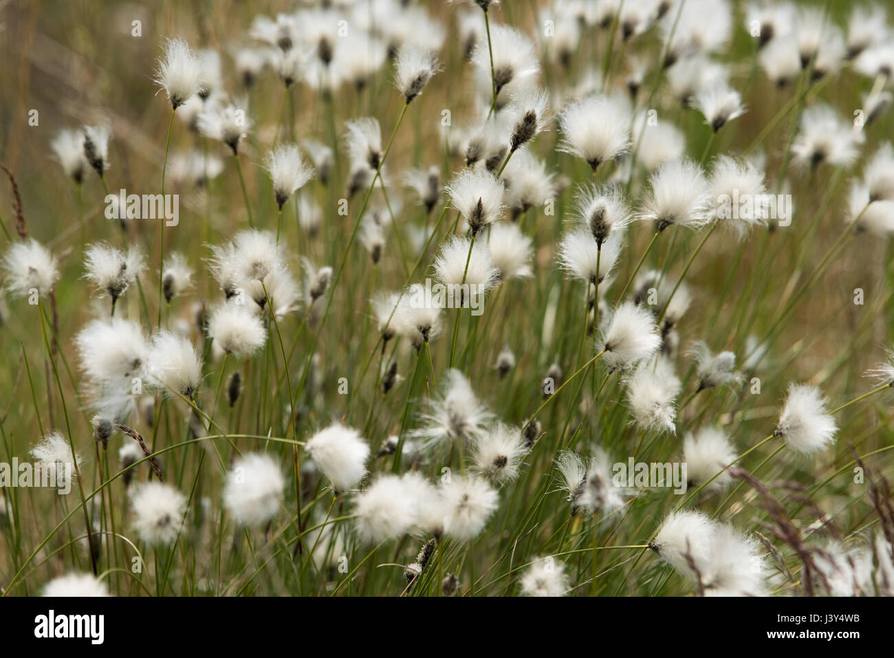 Eriophorum, algodón-hierba o algodón-hierba en Marshaw, Lancashire.UK Foto de stock
