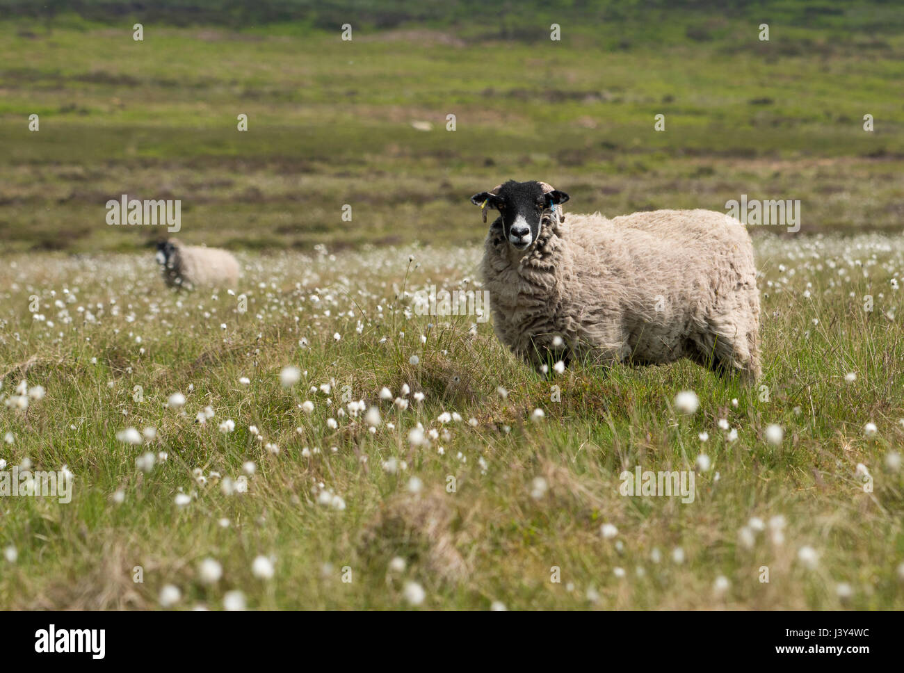 Una ovejas en Swaledale cottongrass Eriophorum, de algodón, hierba o Marshaw cottonsedge en Lancashire. Foto de stock
