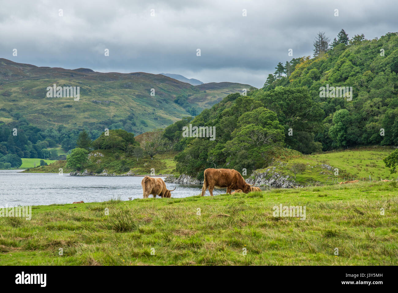 Highland ganado, Loch Etive, Oban, Argyll and Bute, en Escocia. Foto de stock