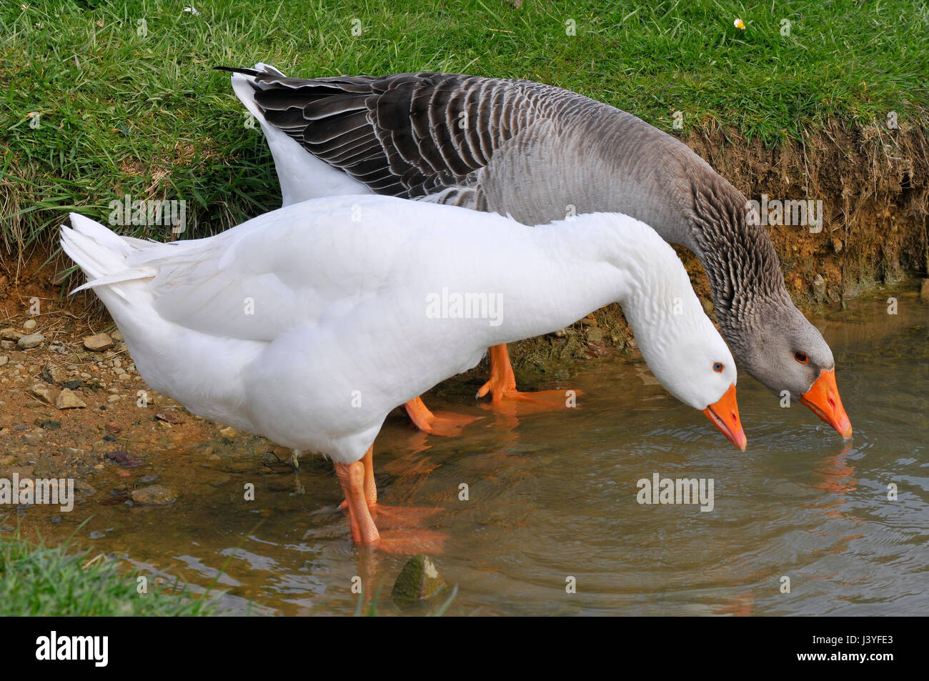 Dos gansos (Anser anser domesticus), uno blanco y otro gris, bebiendo de un estanque Foto de stock
