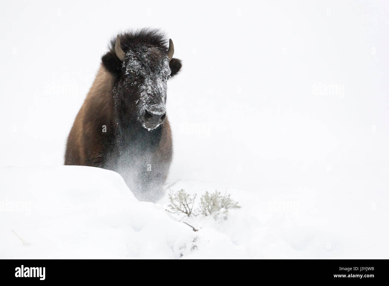 Bisonte americano (Bison bison ) en invierno, rompiendo a través de una pequeña colina de profunda nieve esponjosas, Fotografía frontal, el Parque Nacional de Yellowstone, WY, EE.UU. Foto de stock