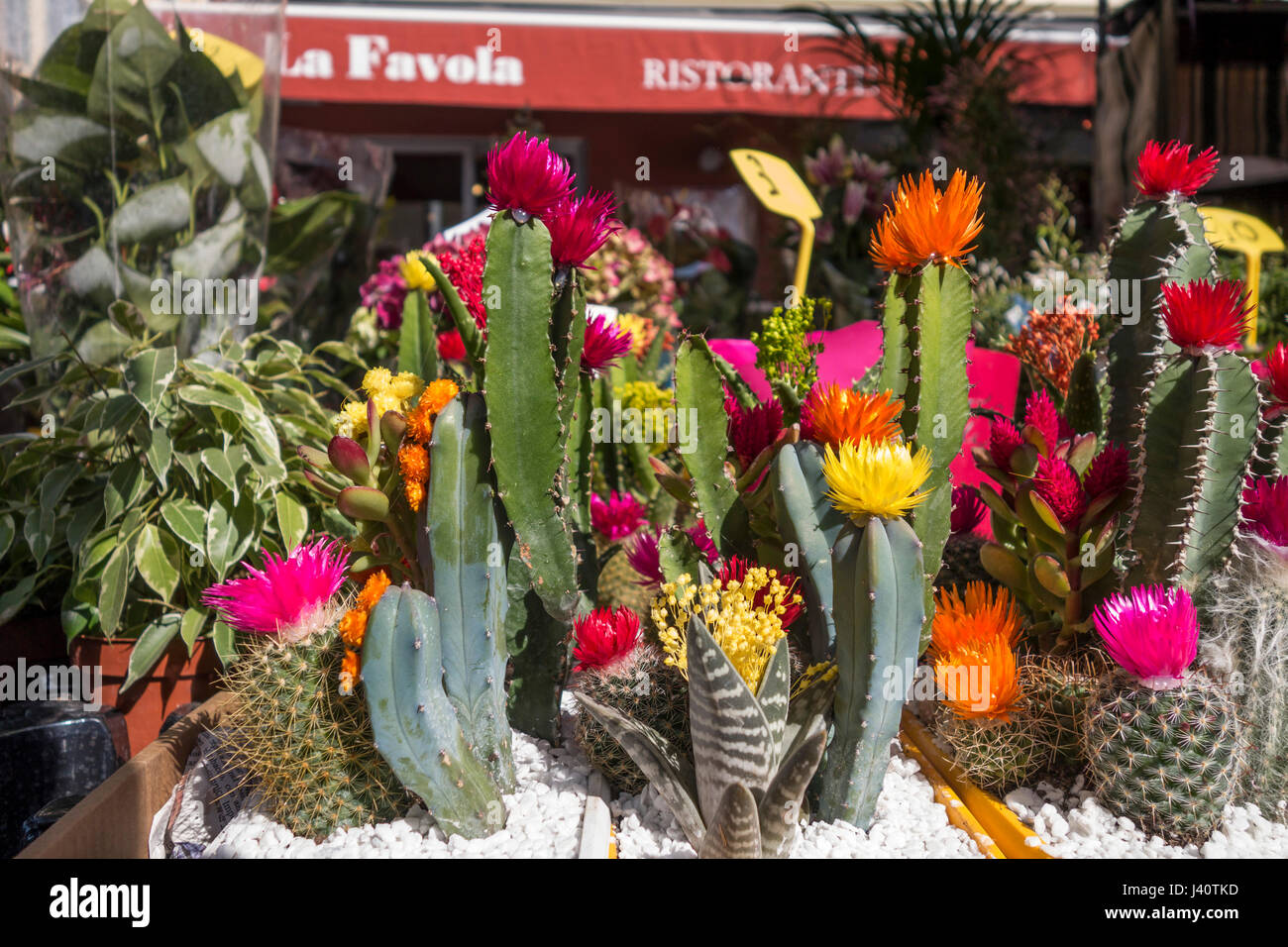 El mercado de las flores, el Cours Saleya, Nice, Alpes Maritimes, Provenza, Riviera francesa, mediterránea, Francia, Europa Foto de stock