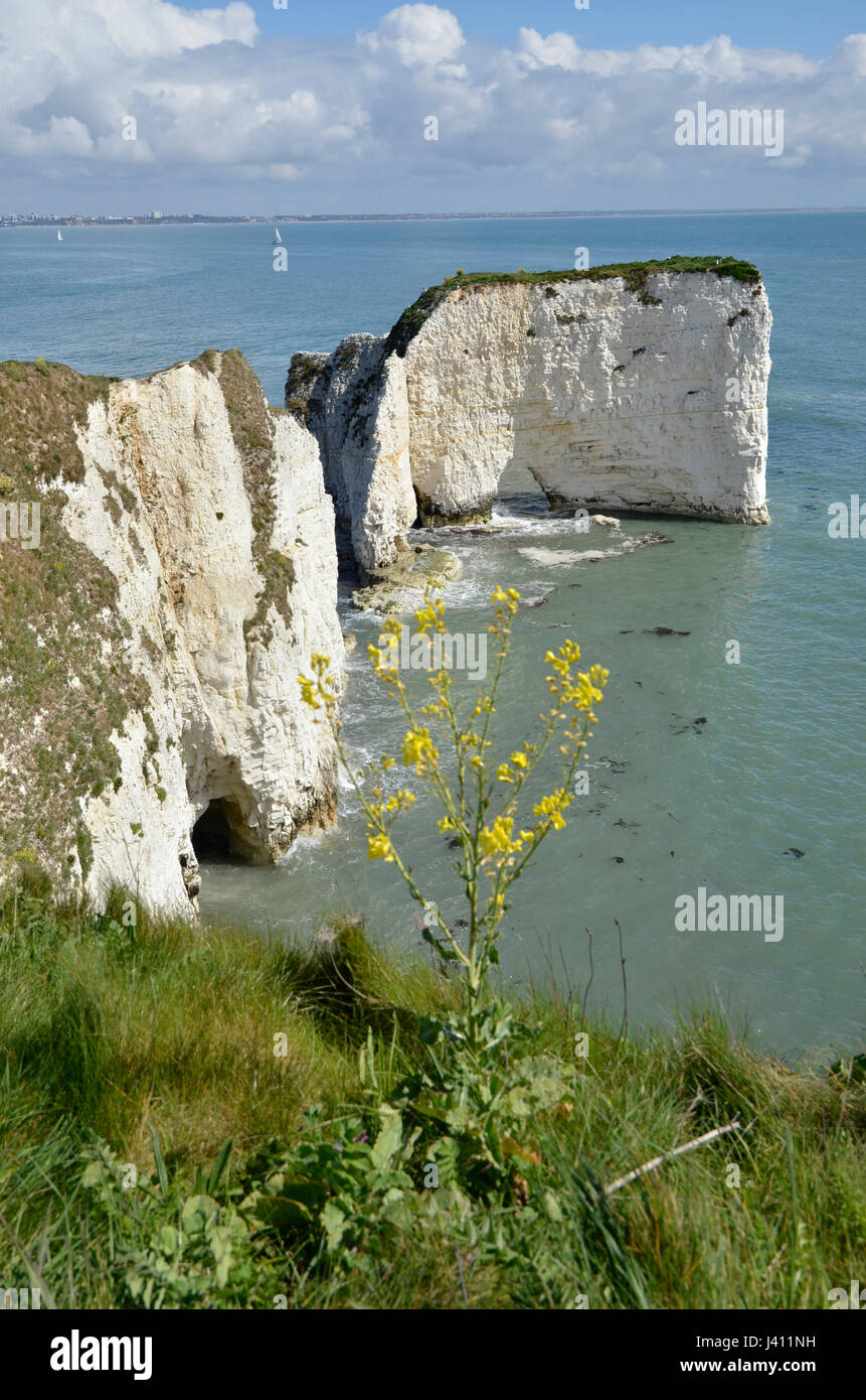 Old Harry rocks, una serie de tiza pilas al mar frente a la costa de Dorset en Studland Foto de stock