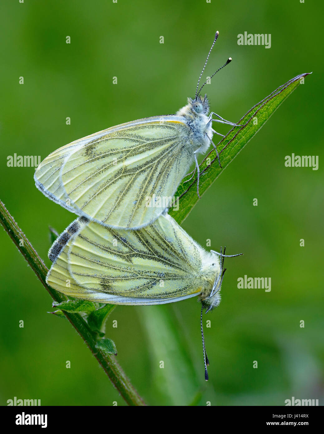 Verde-Blanco veteado mariposas (Pieris napi) apareamiento, Lancashire, Reino Unido. Focus apilados imagen cercana. Foto de stock