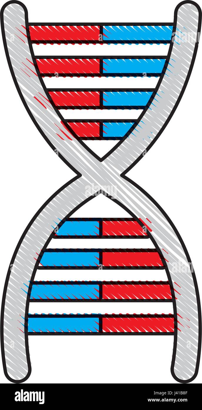 Dibujo molécula de ADN cromosómico genética biología Imagen Vector de stock  - Alamy