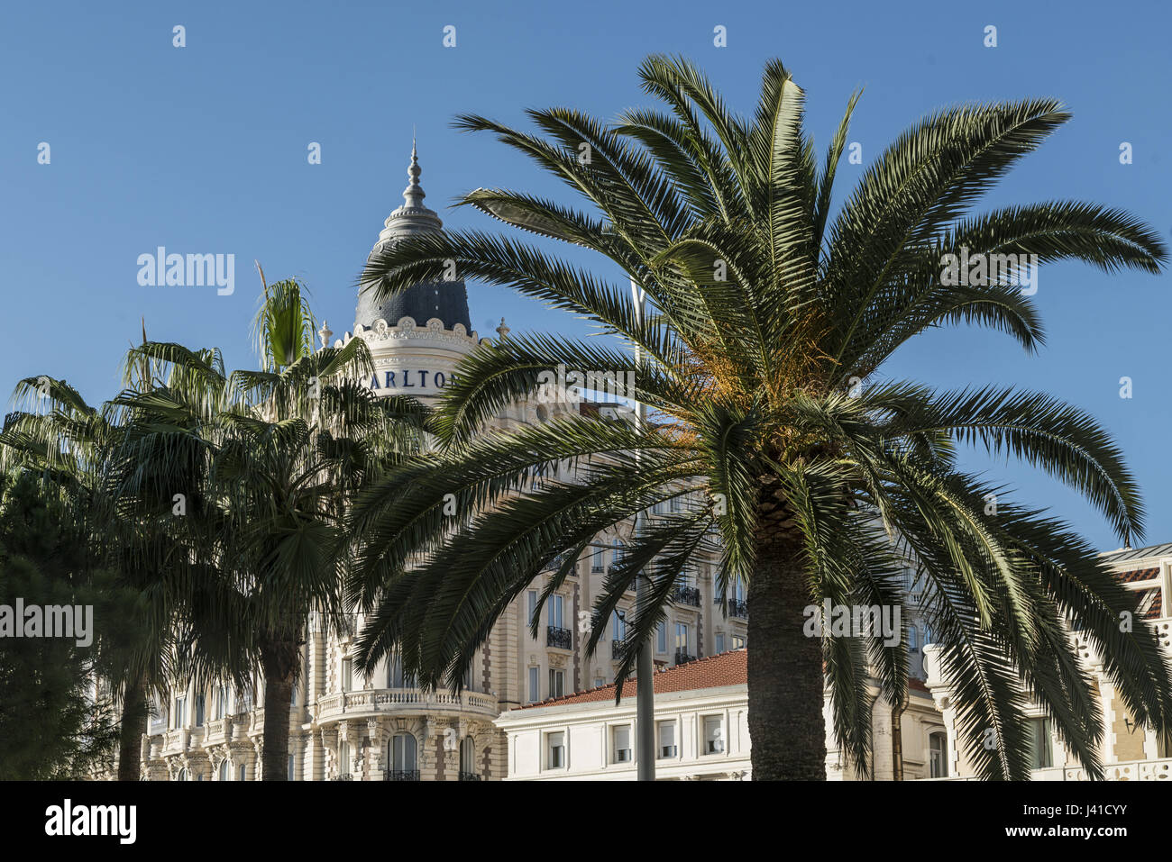 Hotel Carlton, fachada, palmera, Cannes, Cote d'Azur, Francia Foto de stock