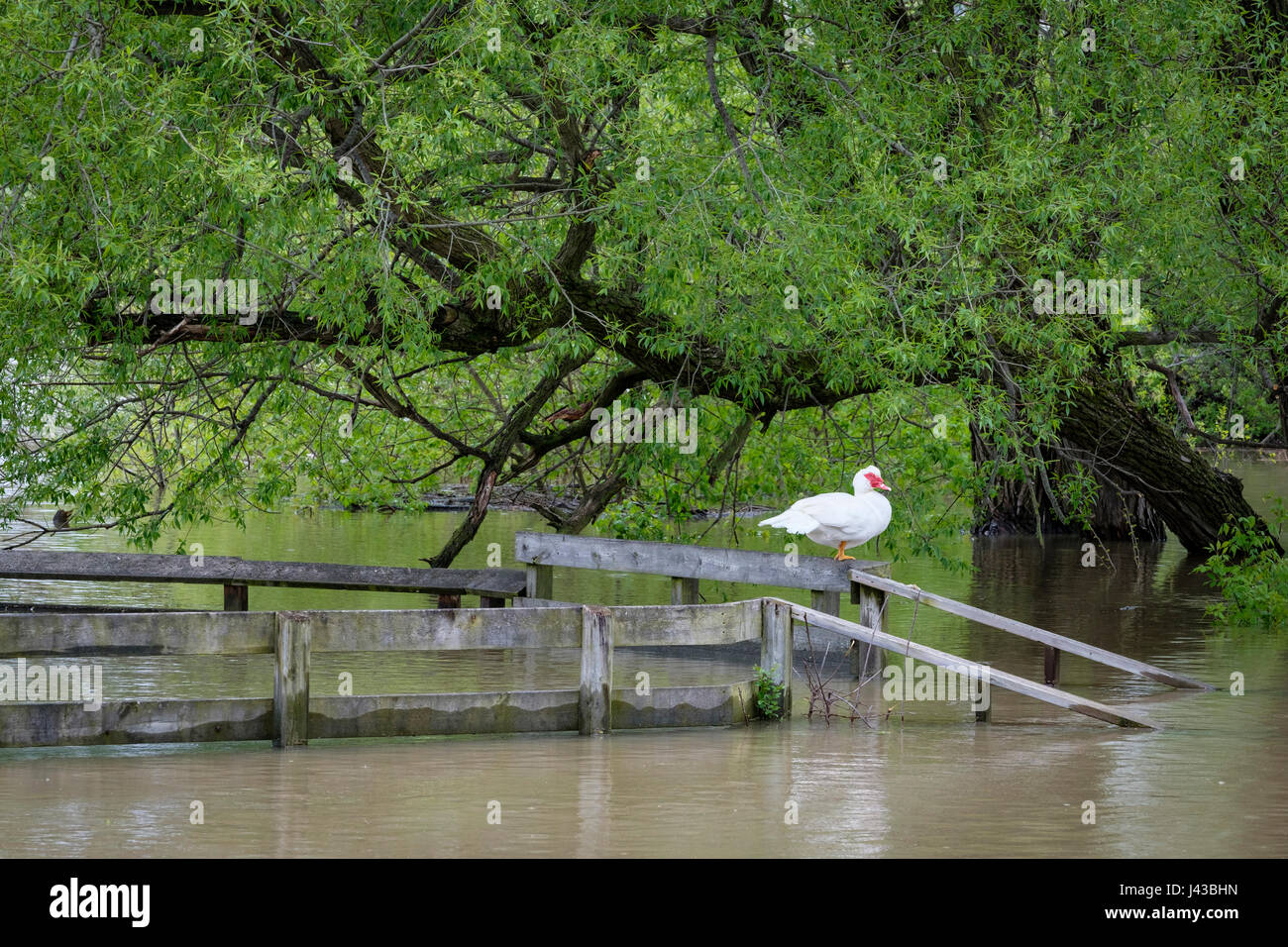Blanco pato real (Cairina moschata), encaramado en una terraza sobre un río inundado, pato salvaje, macho, drake Muscovy duck. Foto de stock