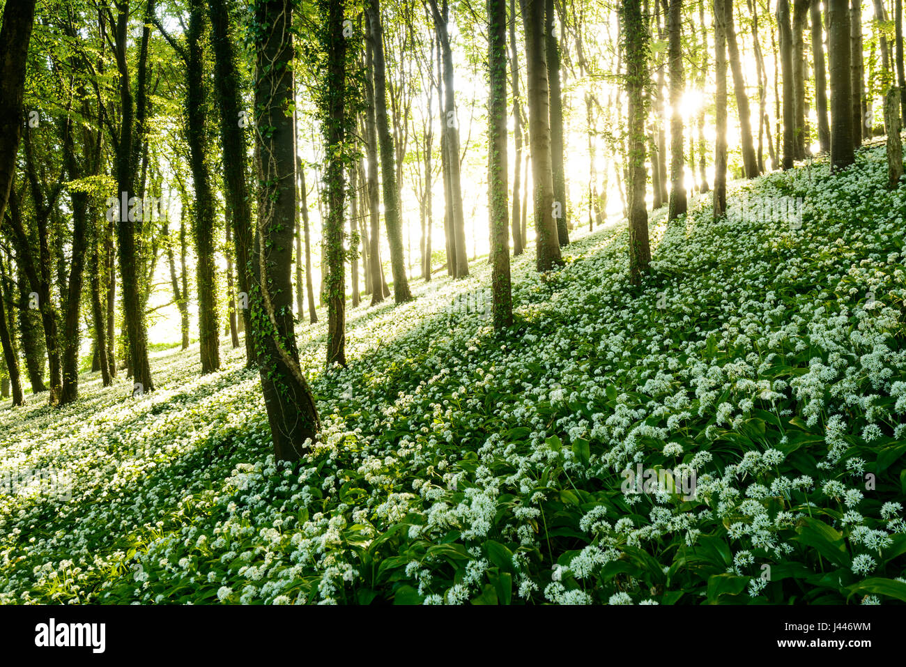 Cerca de Dorchester, Dorset, Reino Unido. 10 de mayo de 2017. La luz del sol se filtra a través de wold ajo cubierto de bosques. El aire es thich con el dulce olor olor de ajo. Dan crédito Tucker/Alamy Live News Foto de stock