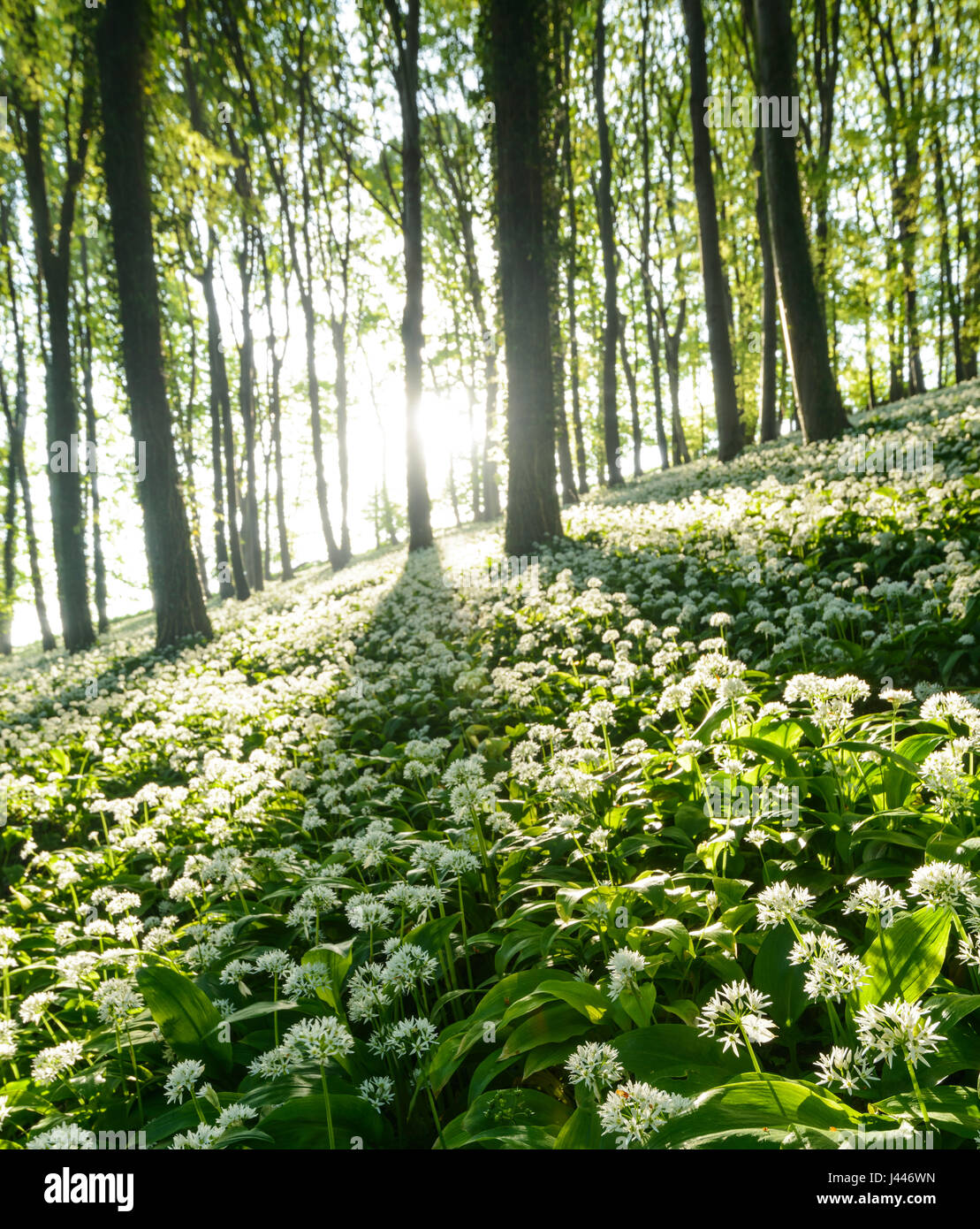 Cerca de Dorchester, Dorset, Reino Unido. 10 de mayo de 2017. La luz del sol se filtra a través de wold ajo cubierto de bosques. El aire es thich con el dulce olor olor de ajo. Dan crédito Tucker/Alamy Live News Foto de stock