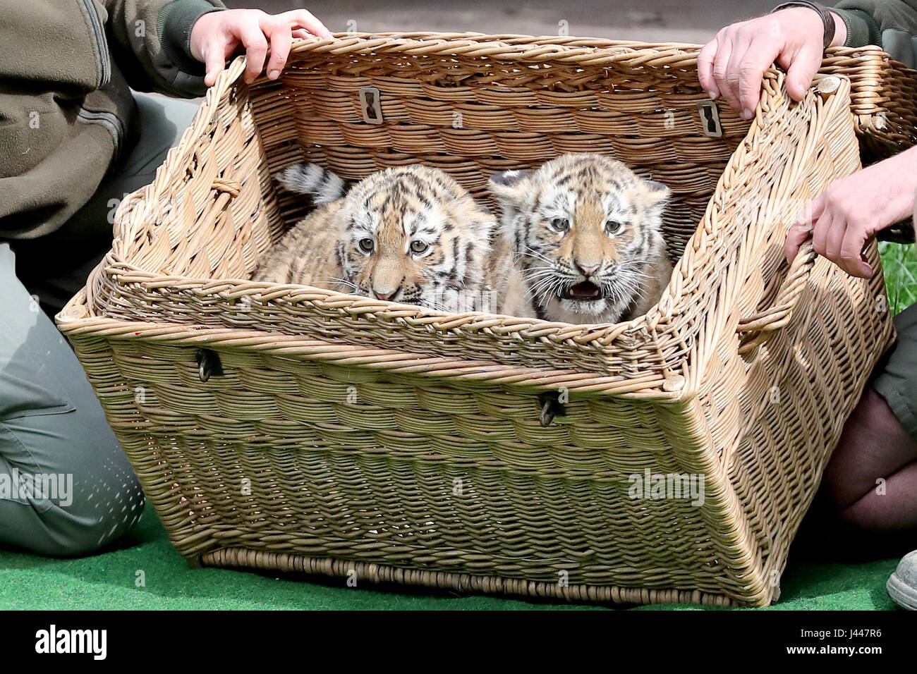Leipzig, Alemania. 10 de mayo de 2017. Twin Tiger cubs pico fuera de una  cesta en el zoológico de Leipzig, Alemania, 10 de mayo de 2017. Las hijas  de los tigres del