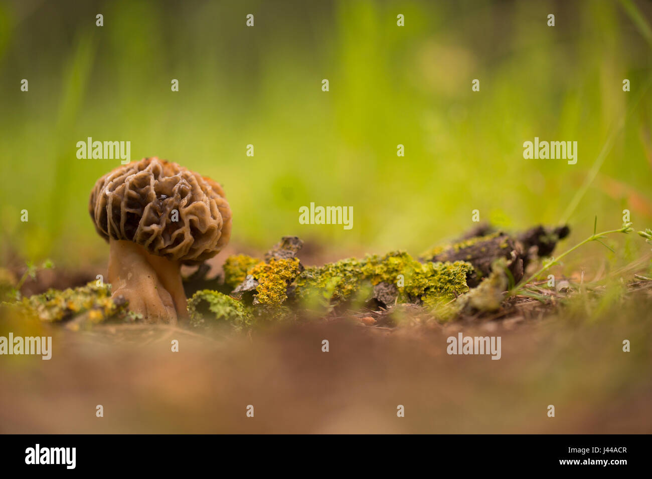 Morel de setas (Morchella conica) creciendo en el suelo. Las setas son los cuerpos de fructificación de este hongo y puede alcanzar varios centímetros de altura. Foto de stock