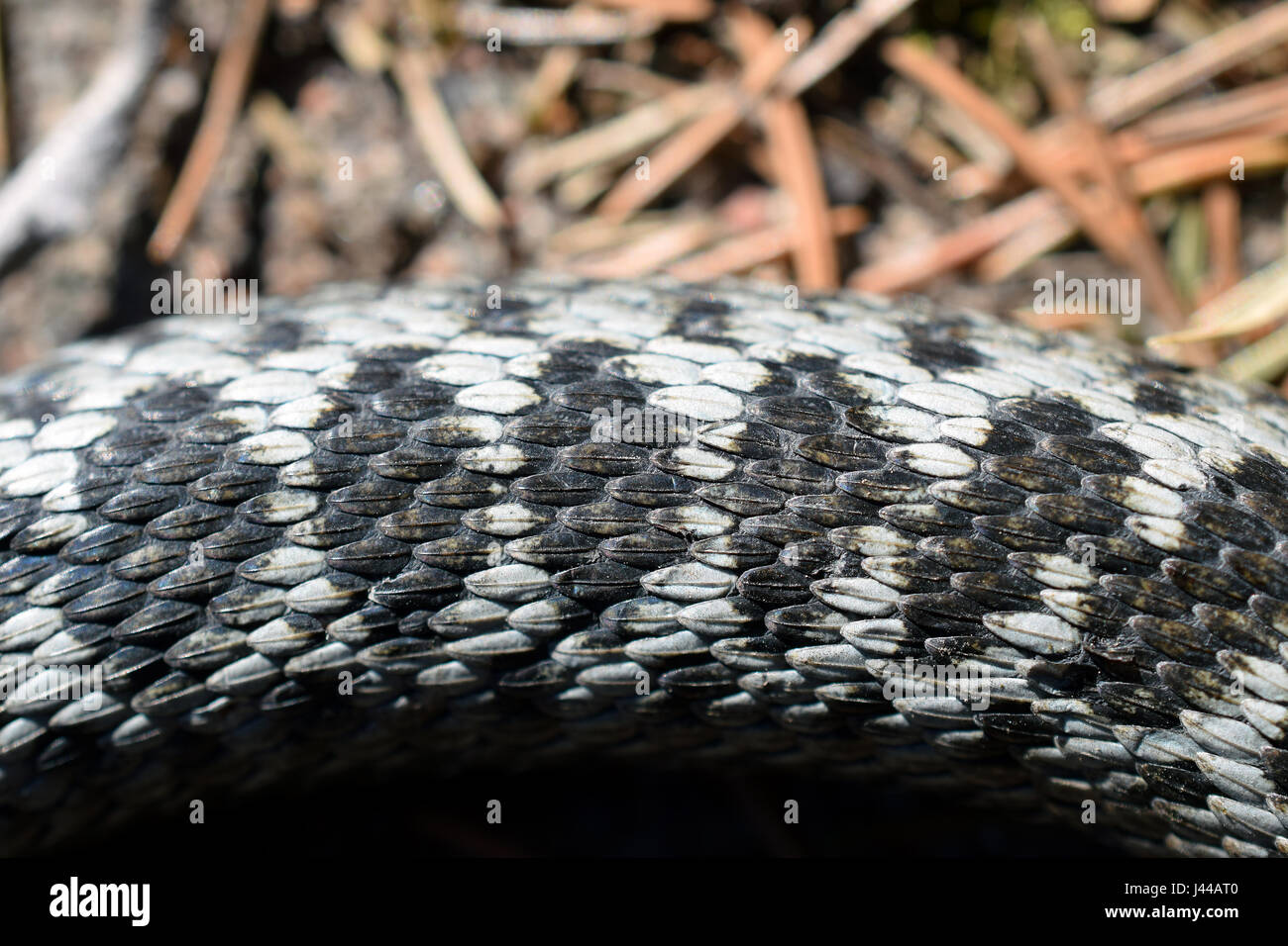 Detalle de serpiente deslizaba sobre el terreno. Serpiente, Vipera berus. Foto de stock