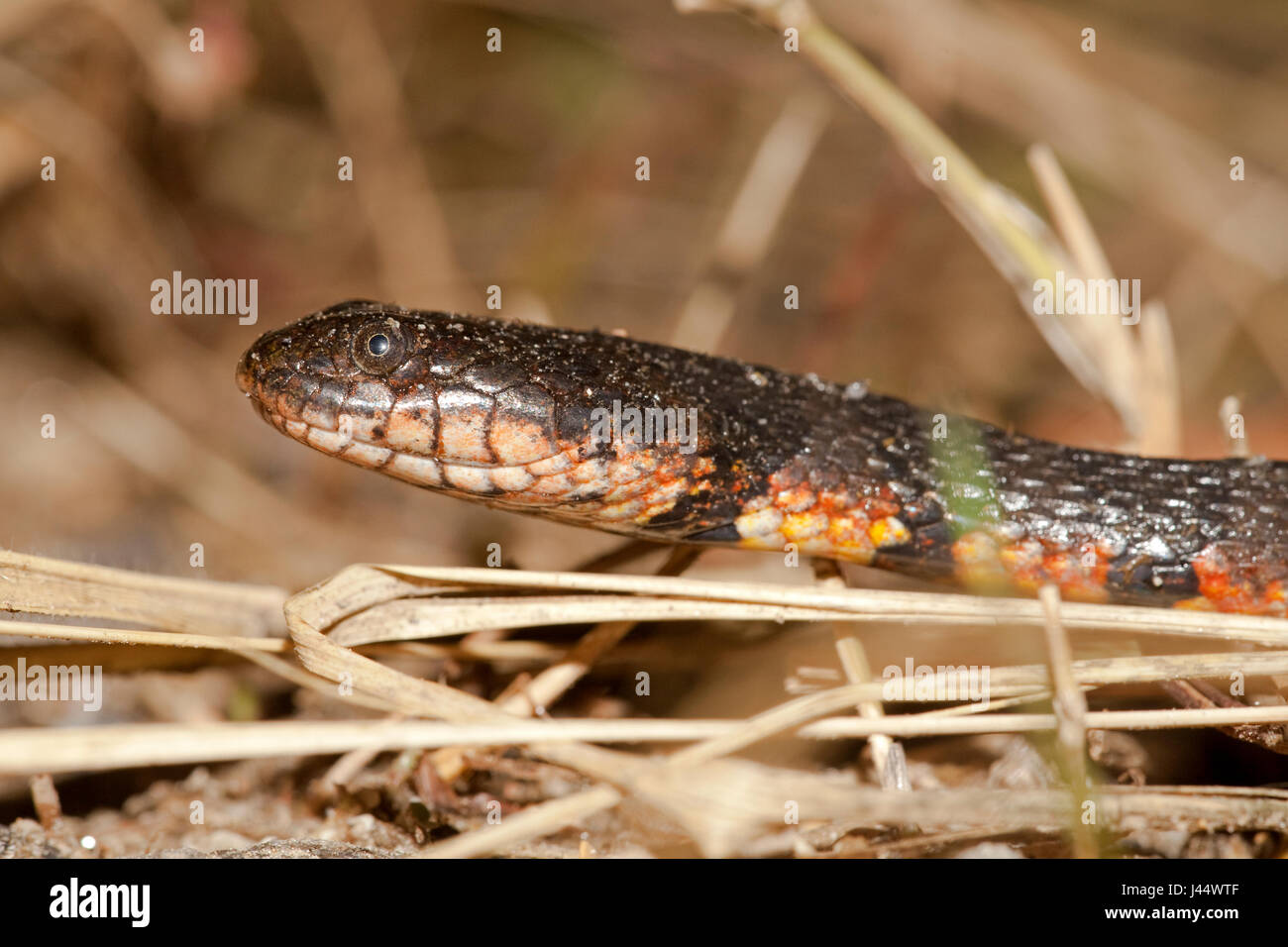 Foto de un marrón-bandas- serpiente de agua Foto de stock