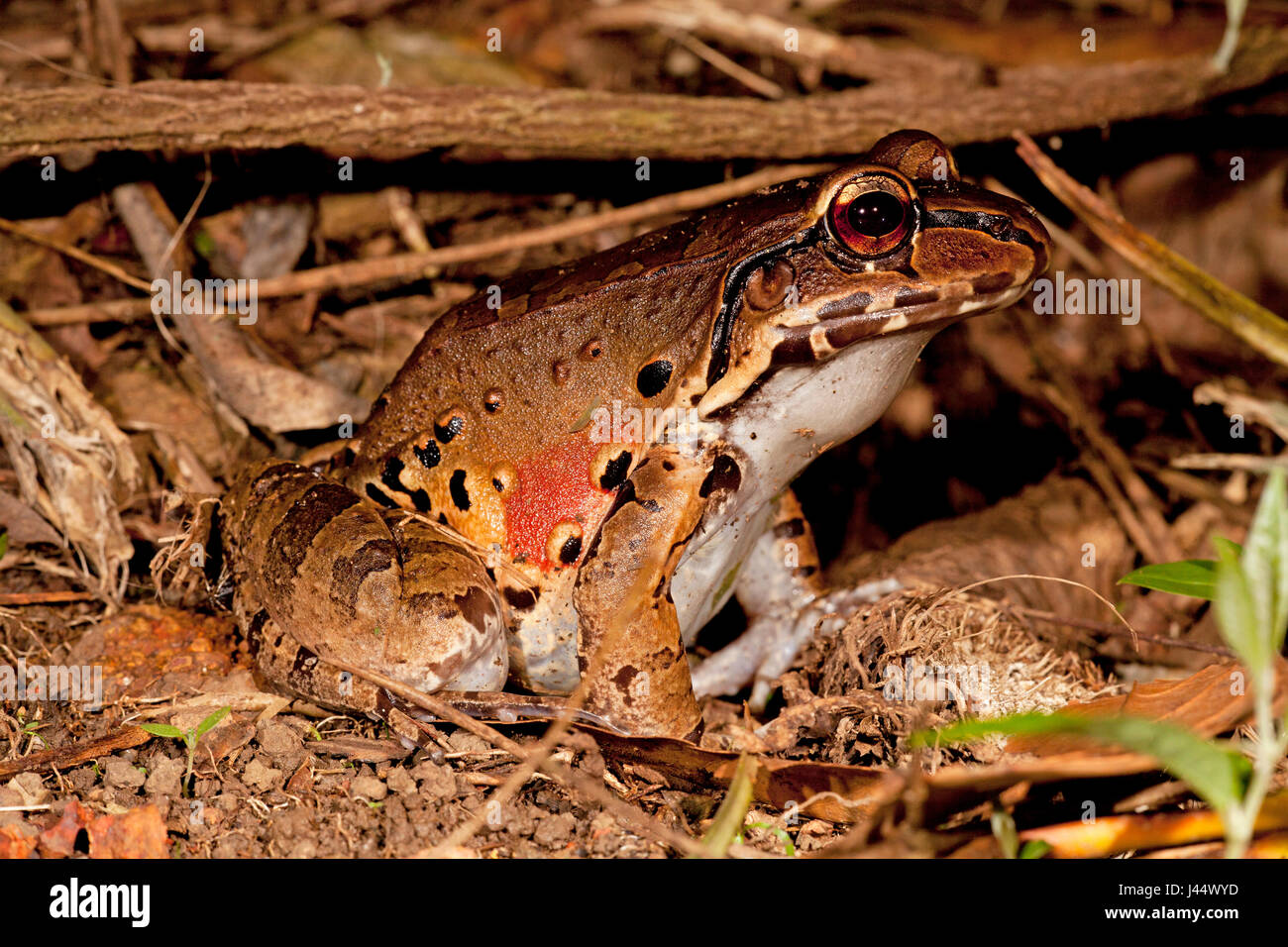 Foto de un Knudsen es fino-vetado frog Foto de stock