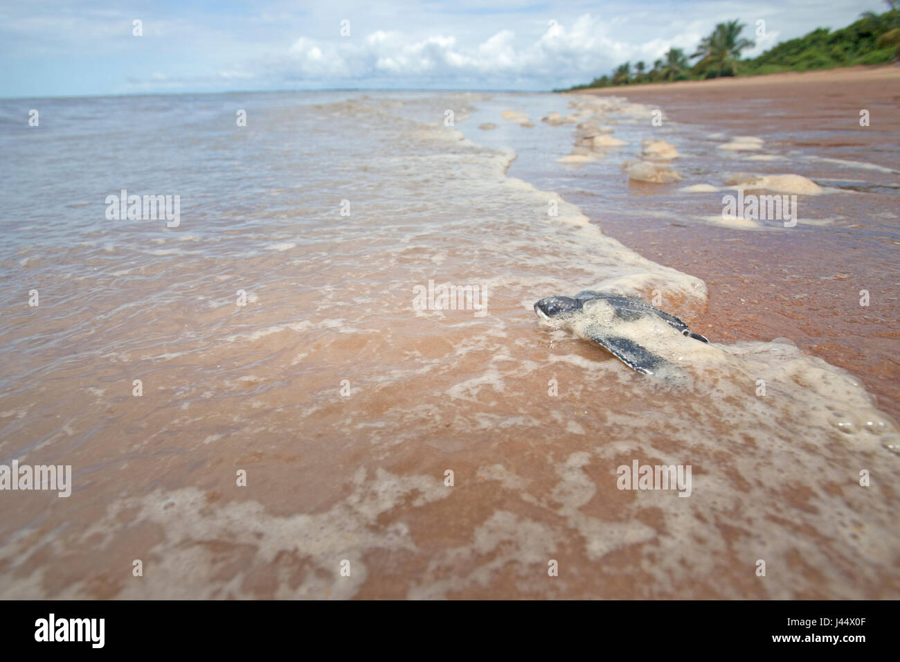 Amplio ángulo de la foto de un joven crías de tortuga laúd en la playa en su camino hacia el mar Foto de stock