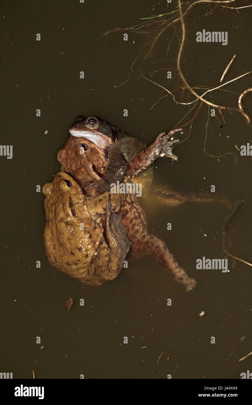 Hombres rana común comete un error y trata de aparearse con sapos comunes Foto de stock