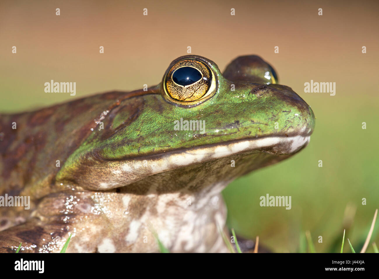 Retrato de una rana toro de América del Norte Foto de stock