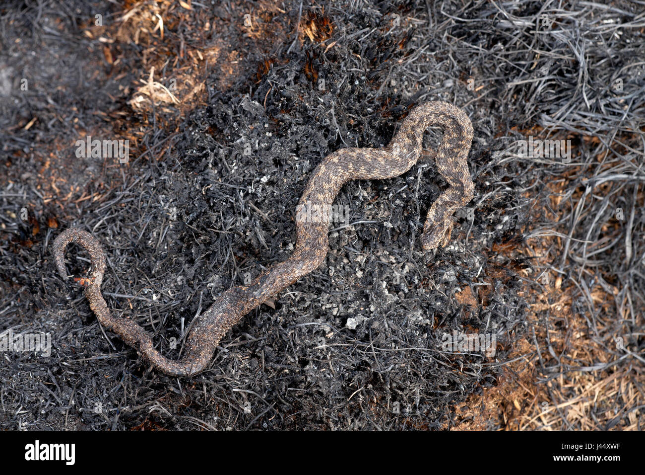 Foto de un viper muertos por un incendio heath Foto de stock