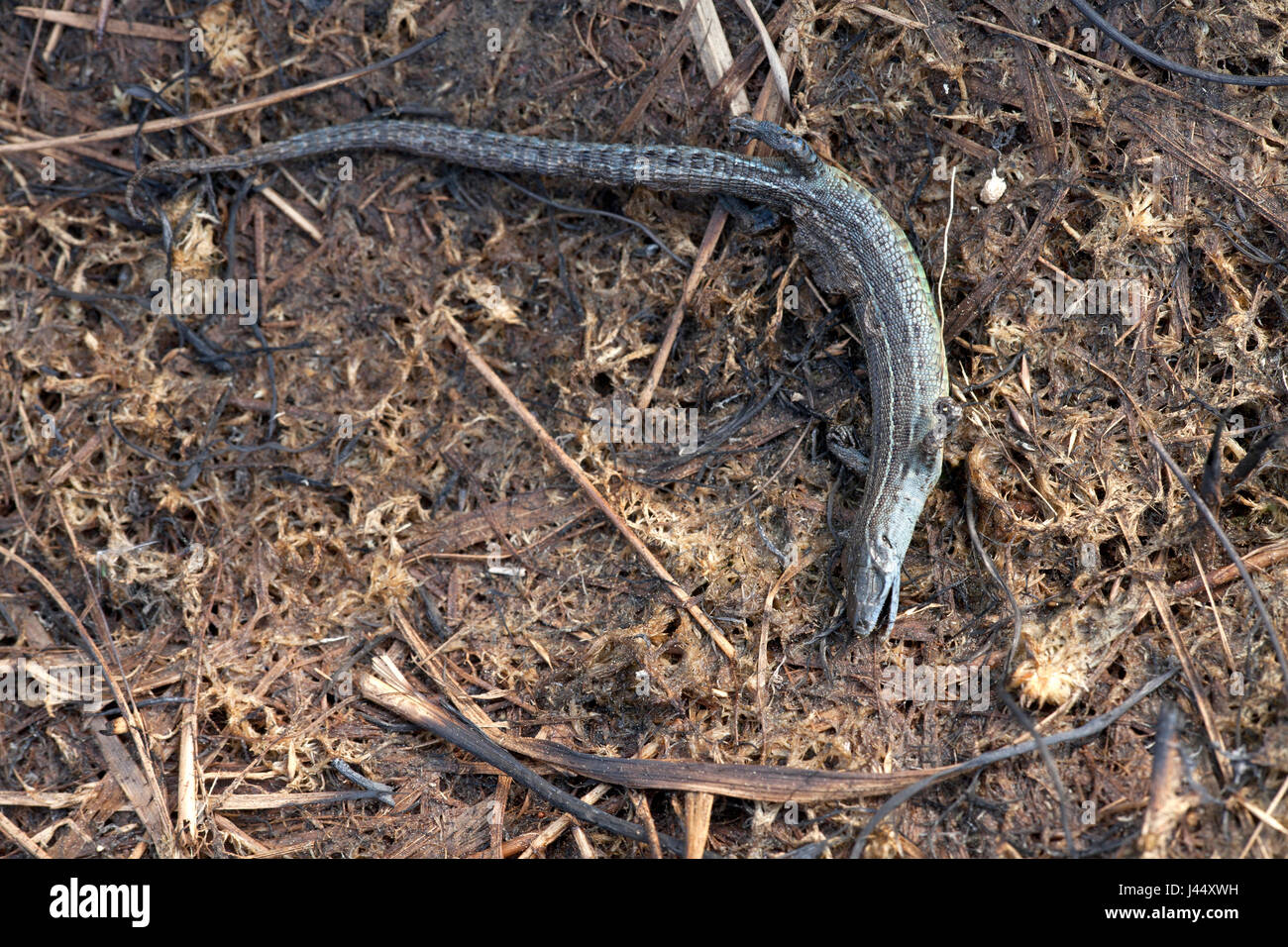 Foto de un lagarto común muerto por un fuego heath Foto de stock