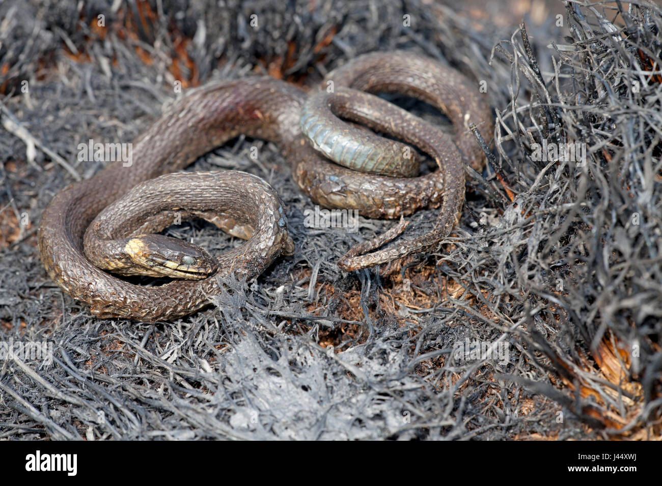 Foto de una culebra muertos por un incendio heath Foto de stock